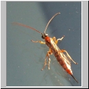 Tromatobia cf oculatoria - Schlupfwespe 01 8mm.jpg
